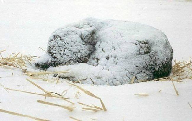 В Херсоне школьник спас вмерзшего в лед щенка
