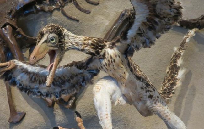 В Китае впервые нашли останки динозавра с "птичьими перьями"