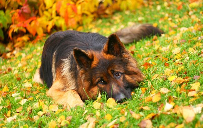 Погода на сегодня: в Украине без осадков, температура до +33