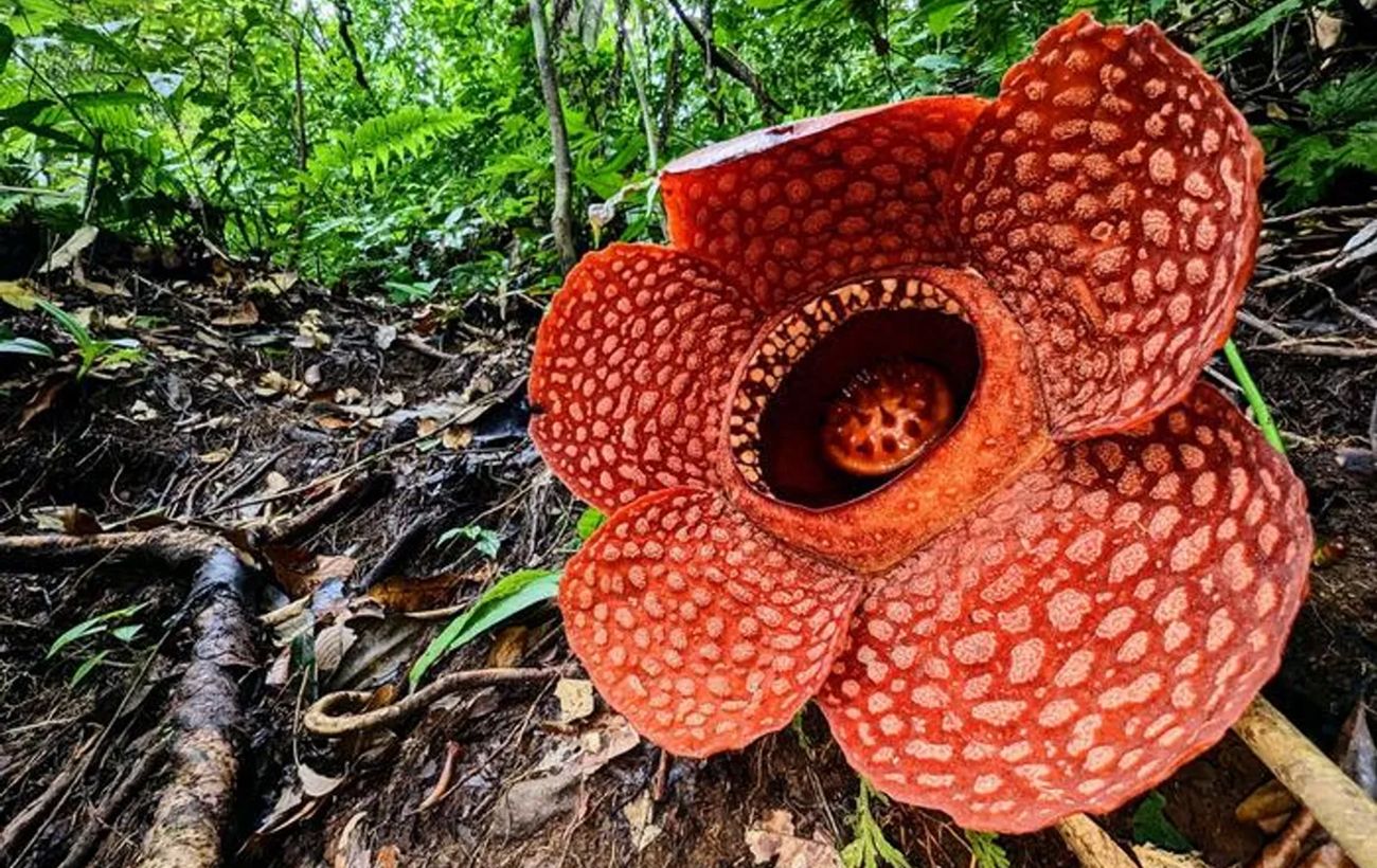 "Сатана на троні з гнилої цибулі": вчені знайшли найсмердючішу речовину у світі