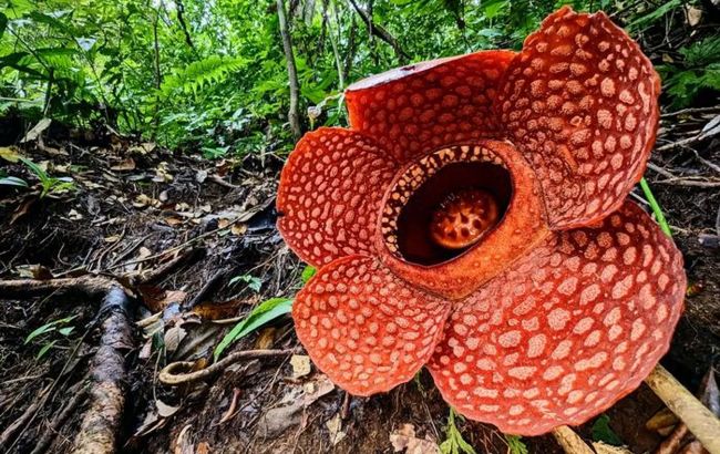 "Сатана на троні з гнилої цибулі": вчені знайшли найсмердючішу речовину у світі