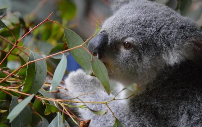 Ученые призывают сохранить популяцию коал