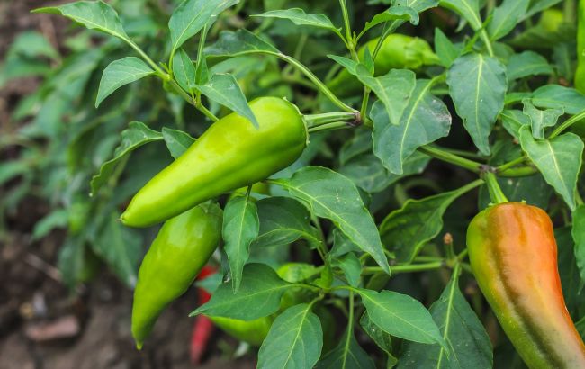 Подкормите этими удобрениями перцы и баклажаны и они засыпят вас плодами: лучшие народные средства