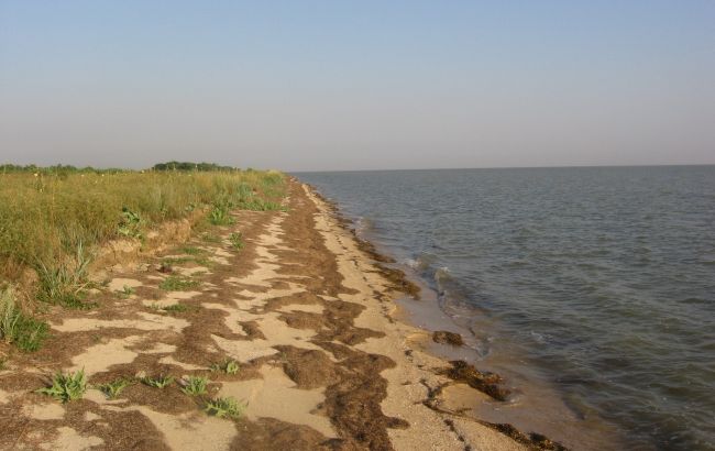 "На рішення підуть роки". Експерт розповів, чи знизиться кількість медуз в Азовському морі у 2022 році