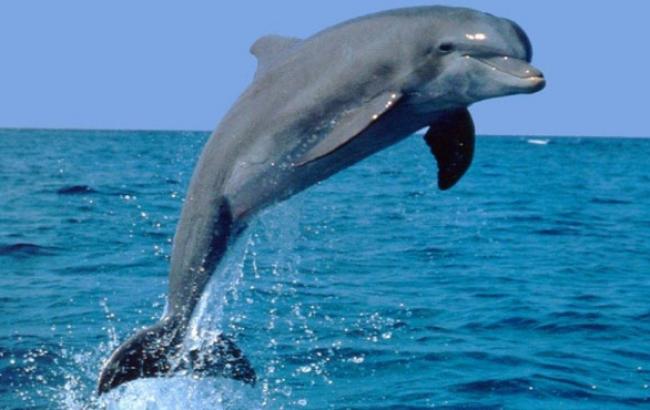 МИД Украины: Керченский мост убивает редких дельфинов