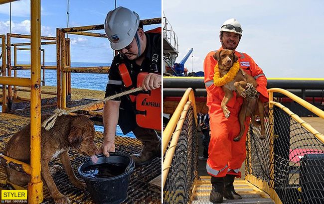 217 кілометрів від берега: у відкритому морі врятували незвичайного пса