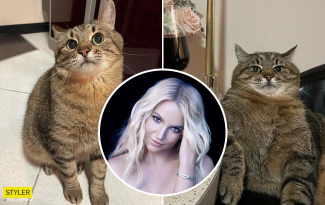 Пенсіонер, підібраний на вулиці: як насправді живе найзнаменитіший український кіт Степан