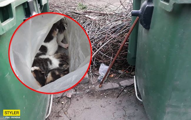 Люди зійшли з розуму: в Дніпрі нелюд викинув на смітник кошенят