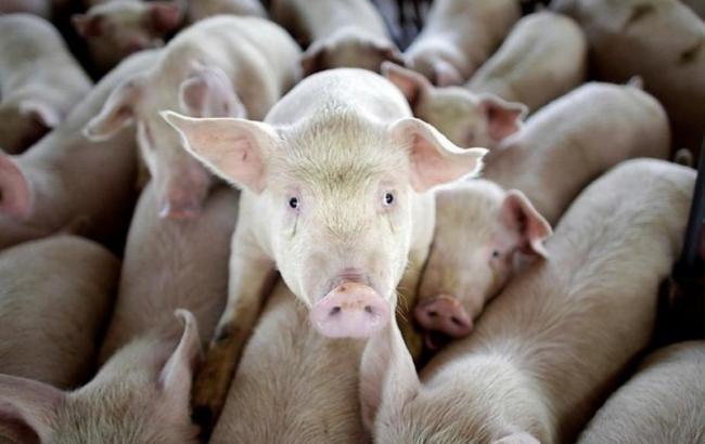 В Николаевской области зафиксирована вспышка АЧС