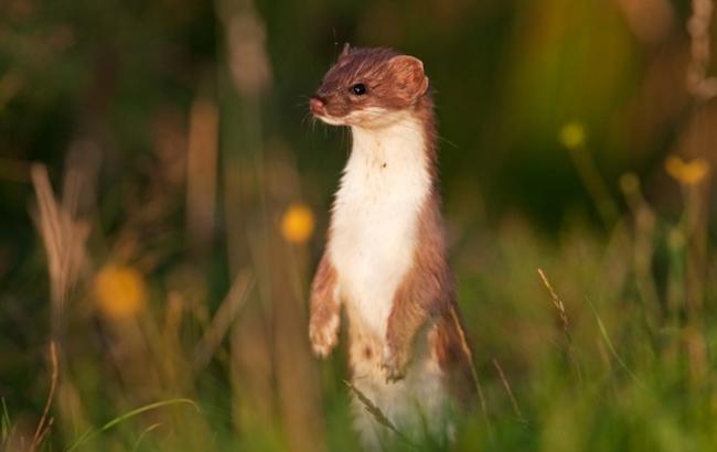 Погода на завтра: на западе Украины дожди, температура до +34