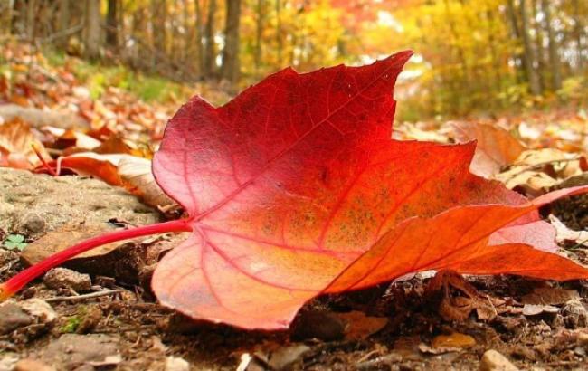 Погода на завтра: в Украине без осадков, температура до +13