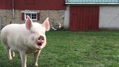 Спалах АЧС зареєстровано в Луганській області