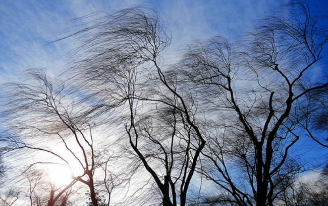 Синоптики предупреждают о сильных порывах ветра в Украине 24 октября