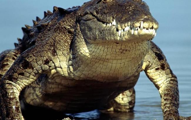 В Орландо алігатор потягнув в озеро малюка