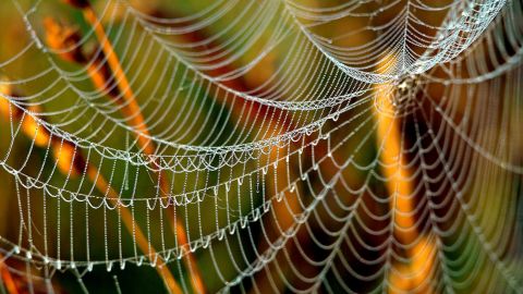 Бабине літо вже на порозі: синоптики розповіли, де в Україні потеплішає