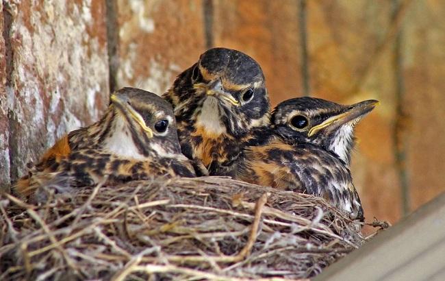 У Київській області комунальники повбивали сотні пташенят на очах у дітей