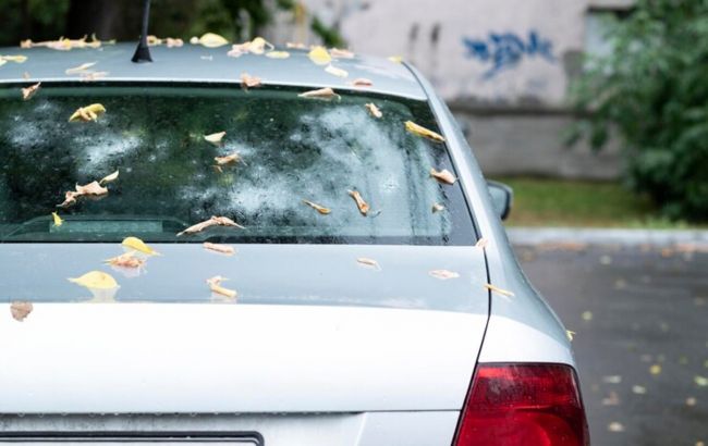 Почему осенью нельзя оставлять машину под деревом: могут возникнуть серьезные проблемы