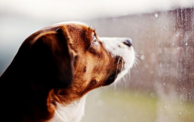 Погода на сегодня: в Украине облачно, местами дождь, температура до +13