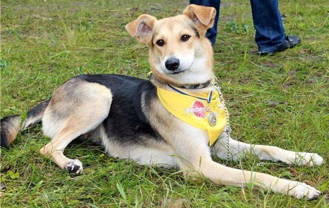 "Кубок Барбоса" в Києві: безпородні пси довели право бути коханими