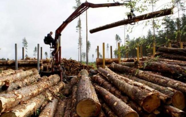 Мораторій на вивіз деревини в круглому вигляді себе не виправдав, – експерт