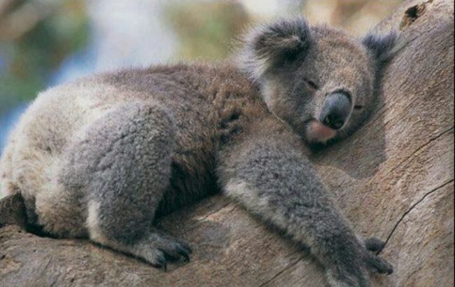 Наступні два роки будуть найспекотнішими на Землі, - метеорологи