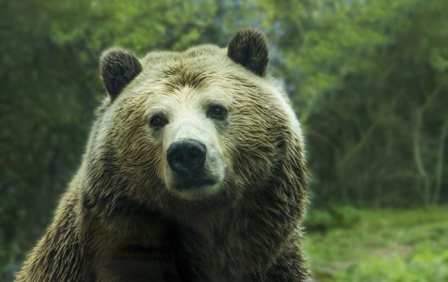 У Чорнобиль повернулися ведмеді, яких тут не було 100 років: унікальні кадри