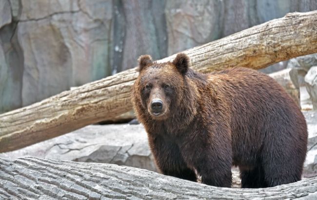 У Київському зоопарку відреагували на тріщини в склі вольєра: "може витримати тиск"