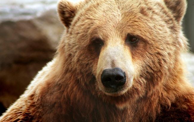 "Килограмм мяса - до 800 грн": в Карпатах жестоко убили медведя и оленя из заповедника