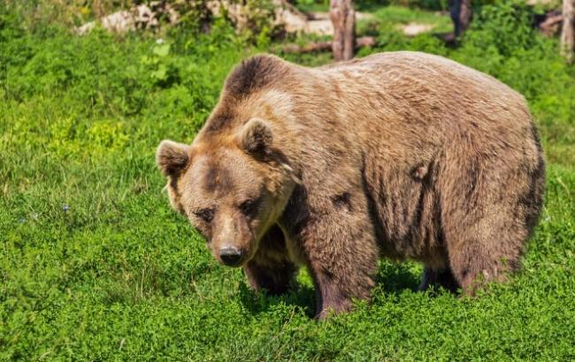 У Росії ведмідь відкусив руку п'яному чоловікові, що хотів його погодувати