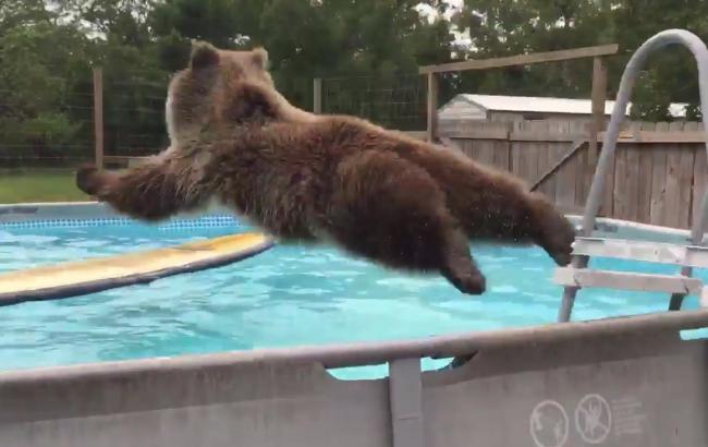 Видео купающегося в бассейне медведя стало популярным на YouTube