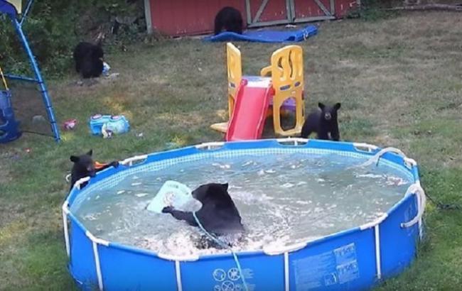 Медведица с детенышами искупались в бассейне во дворе дома в Нью-Джерси