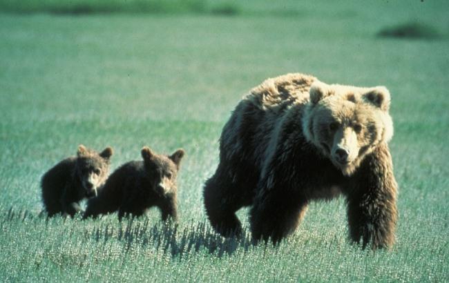 На украинской границе разгуливает мама-медведица со своими малышами