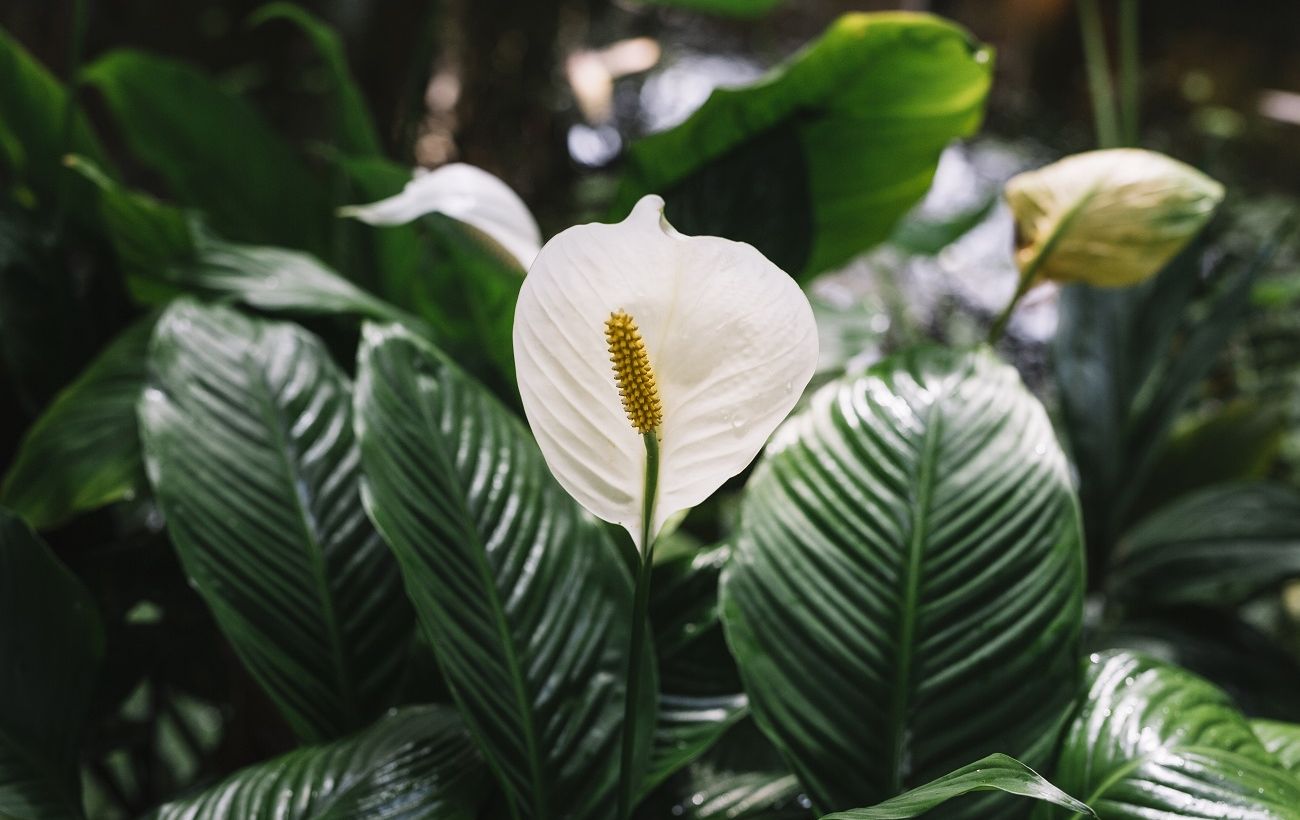Не цвіте спатифілум? Один простий інгредієнт змусить його випустити бутони