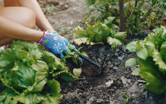 Какие удобрения вносить в почву, чтобы получить большой урожай овощей