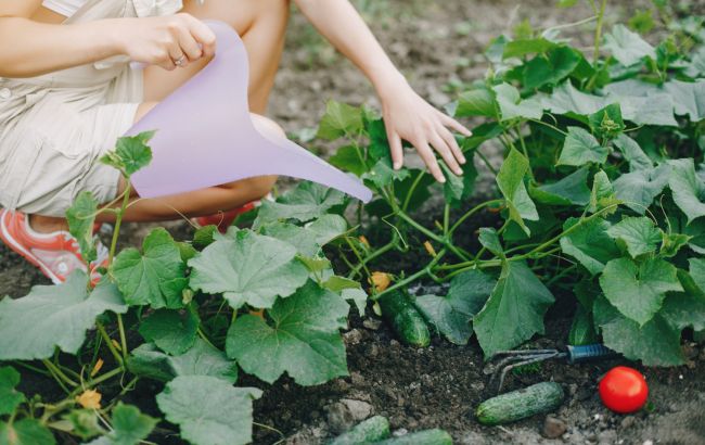 Копійчаний метод, який знищить павутинного кліща та інших шкідників на ваших грядках
