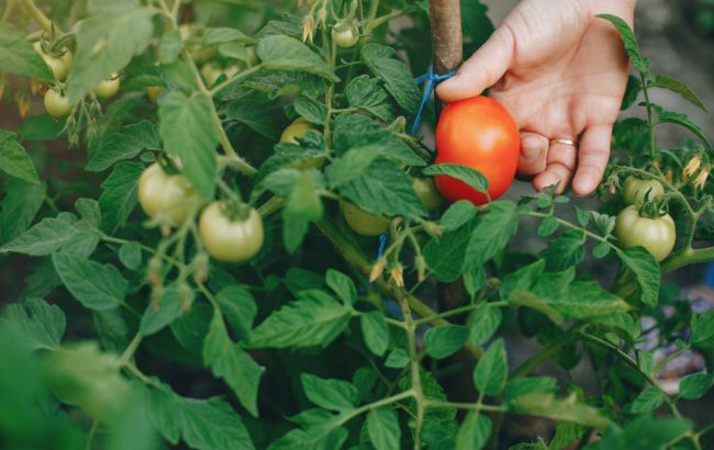 Підживіть помідори цими добривами і точно отримаєте щедрий урожай: народні засоби