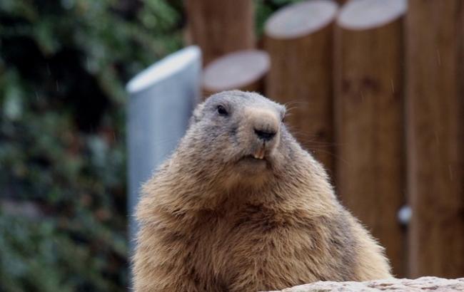 Бобер-толстячок не смог пролезть через ограду и застрял в ней