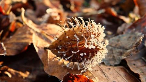 Синоптик рассказала, когда в Украину придут заморозки