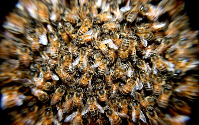 В Нью-Йорке 20 тысяч пчел заблокировали вход в небоскреб