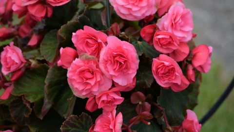 Будуть нагадувати взимку про літо. 6 вуличних квітів, які чудово ростуть у квартирі