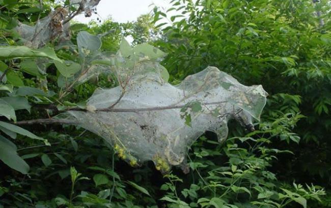 У Криму введено карантин через нашестя американського білого метелика