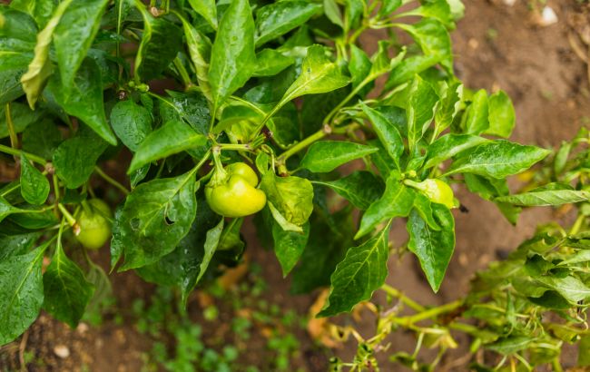 Чем подкормить болгарский перец, чтобы получить большой урожай: простое и доступное удобрение