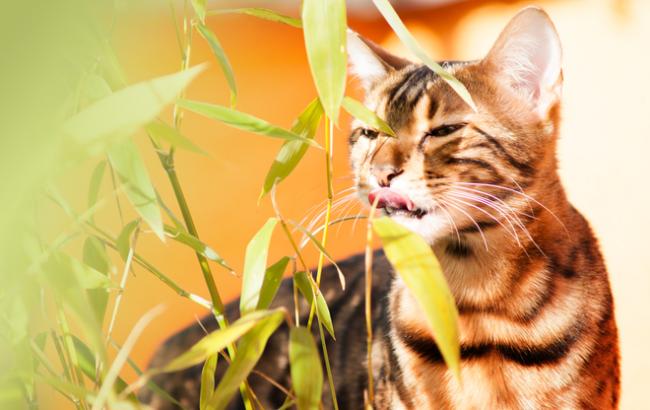 Синоптик порадовала украинцев погодой на пятницу