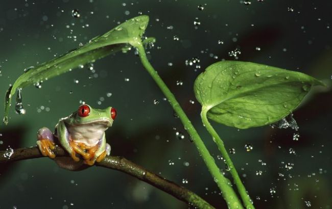 Погода на завтра: в Украине местами дожди, температура до +36