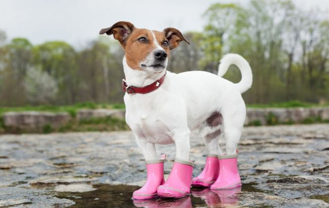 Погода на сегодня: в Украине местами дожди, температура до +16