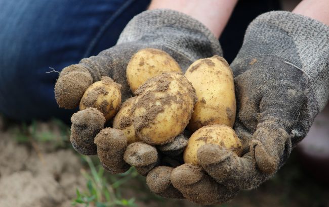 Когда нужно собирать урожай картофеля, чтобы он дольше хранился: все важные советы