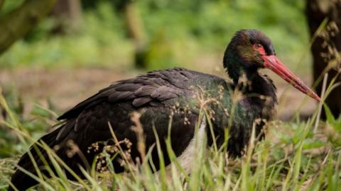 Жителі Вінницької області врятували рідкісного птаха з простріленим крилом