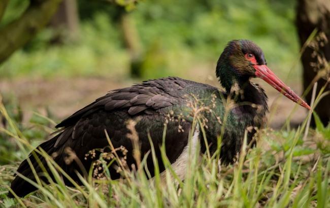 Жители Винницкой области спасли редкую птицу с простреленным крылом