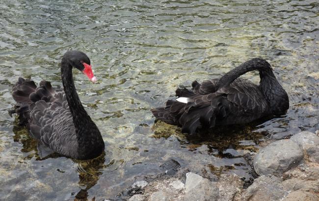 У зоопарку Києва у чорних лебедів з'явилися пташенята (відео)