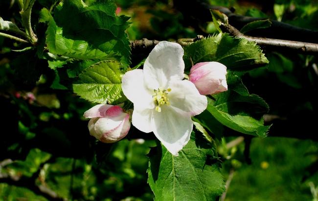 Синоптик попередила українців про майбутнє похолодання
